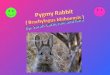 Pygmy%20 rabbit[1]