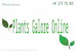 Buy various types of plants online for your home