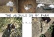 The Animals On My Farm