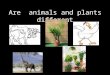Are  animals and plants differenlesson 5 book 6t