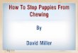 How To Stop Puppy Chewing