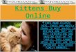 Neuters British Kittens Buy Online