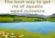 The best way to get rid of aquatic weed nuisance