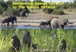 Enchanting uganda safaris by the makula safaris