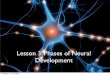 Lesson 3  phases of neural dvelopment