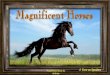 Magnificent Horses - widescreen