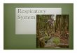 Bio12 Respiratory System Presentation