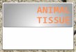 Animal Tissue - NAS102
