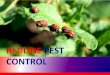 Highly productive termite control in Sydney