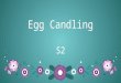 Egg candling s2 pp