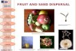 Biology M4 Fruit and Seed Dispersal