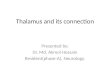 Thalamus and its connection