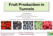 Berry Production in High Tunnels