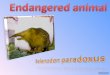Endangered Animal