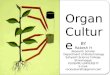 Organ culture