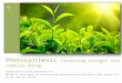 Photosynthesis Lecture for Lesson 1