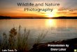 Wildlife and nature photography