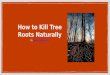 How to Kill Tree Roots Naturally