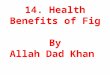 14.health benefits of fig By A;;ah Dad Khan