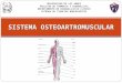 Sistema osteoartromuscular