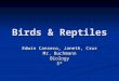31 1 Reptiles