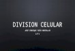 Division celular