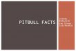 Jeremy Bednarsh Offers Five Surprising Facts About Pit Bulls!