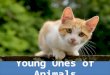 Young Ones of Animals
