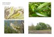Salix lasiolepis  web show