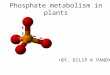 Phosphate metabolism in plants