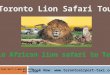 African lion safari Hamilton