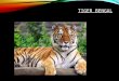 Tygr prezentace[1]