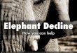 Elephant Decline