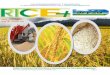 July 30 (thursday),2015 daily exclusive oryza rice e newsletter by riceplus magazine