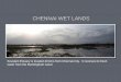 Chennai wet lands
