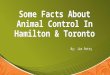 Some Facts About Animal Control In Hamilton and Toronto