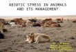 Abiotic stress in animals