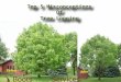 Top 5 misconceptions of tree lopping