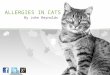 Cat Allergies – Symptoms, Diagnosis, Treatment & Prevention