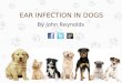 Ear Infection in Dogs: Causes, Treatments and Prevention