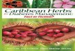Caribbean herbs for diabetes management