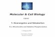 8. mitochondria - cell biology