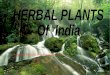 Herbal plants of india