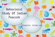 Behavioral study of Indian peacock