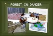 forest in danger with audio