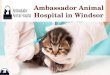 Ambassador animal hospital in windsor