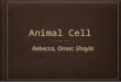 Animal cell project