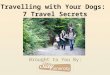 Travelling with Your Dogs: 7 Travel Secrets