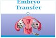 Embryo Transfer (2)