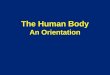 The Human Body an Orientation